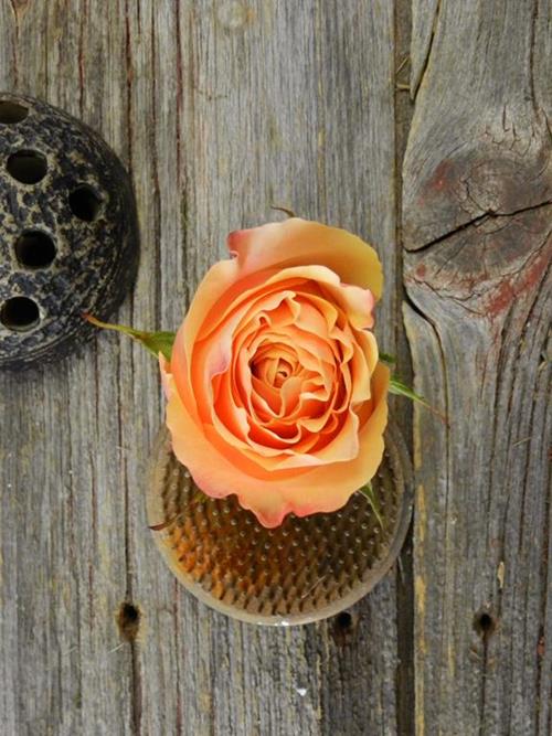 Carpe Diem  Peach Roses